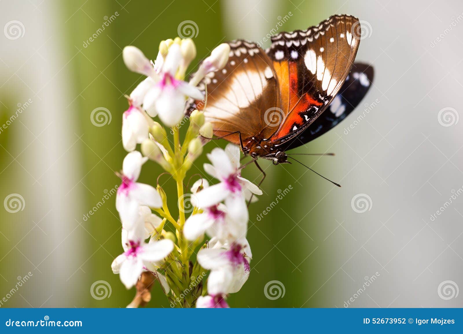 Nice Colorful Butterfly Feeding on Flower Stock Photo Image of