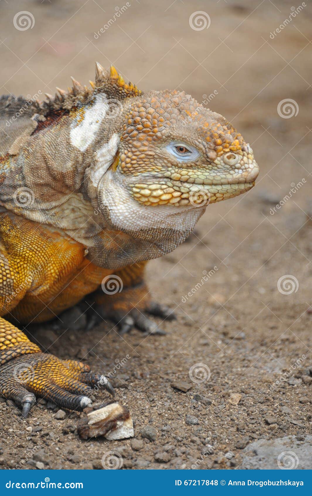 Nice Colorful Iguana Posing for Camera Stock Photo - Image of nice ...