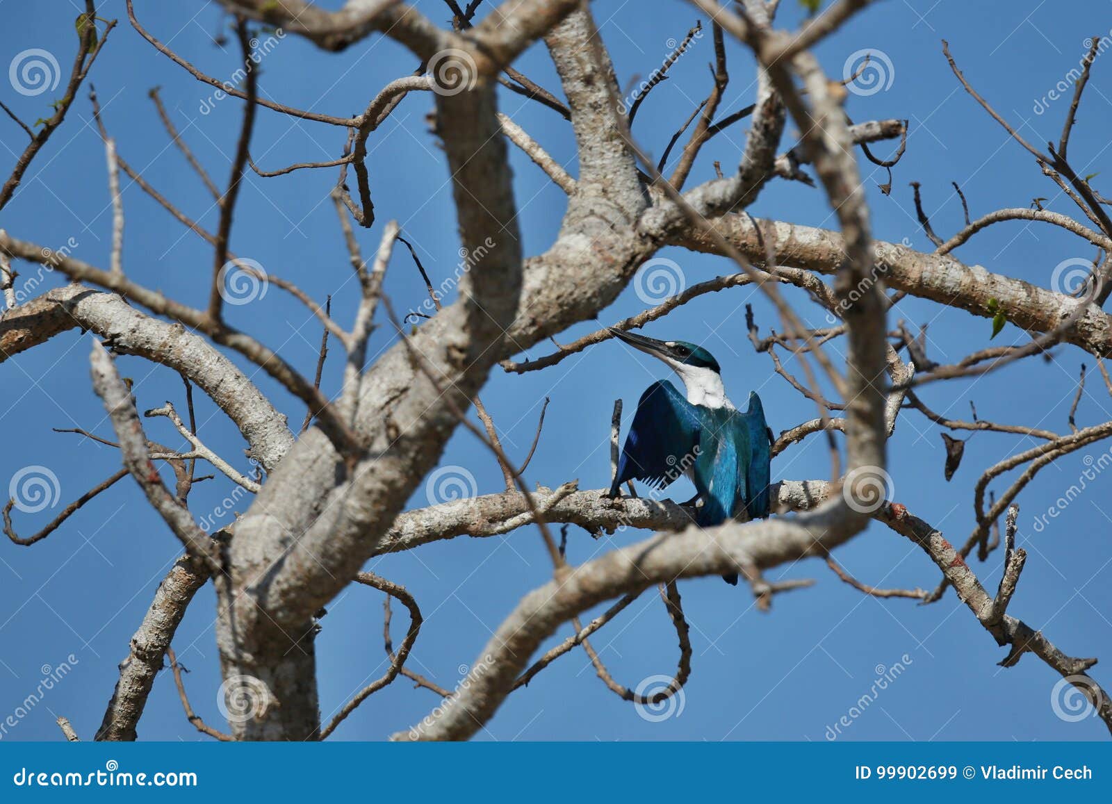 nice and colorful kingfischer on a tree near komodo island