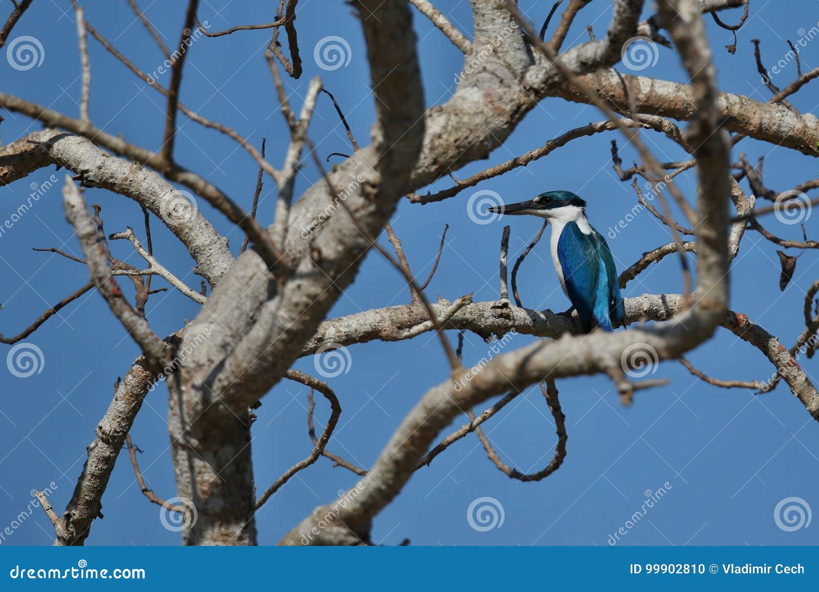 nice and colorful kingfischer on a tree near komodo island