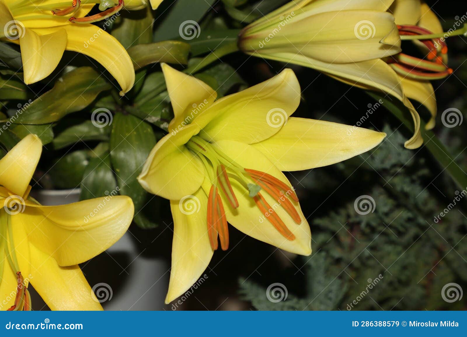 Nice colorful lily blossom stock image. Image of nature - 286388579