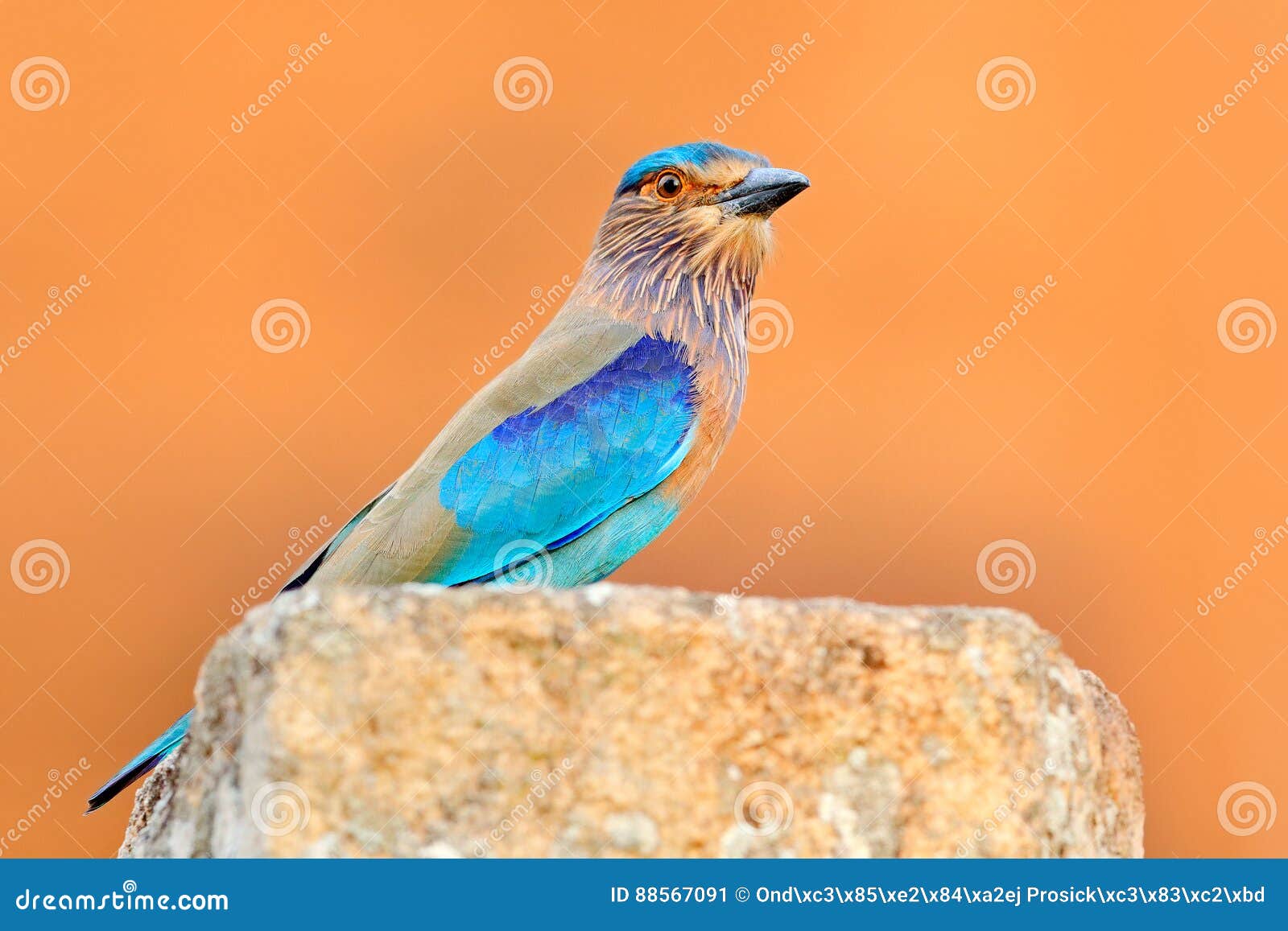 nice colour light blue bird indian roller sitting on the stone with orange background. birdwatching in asia. beautiful colour bir