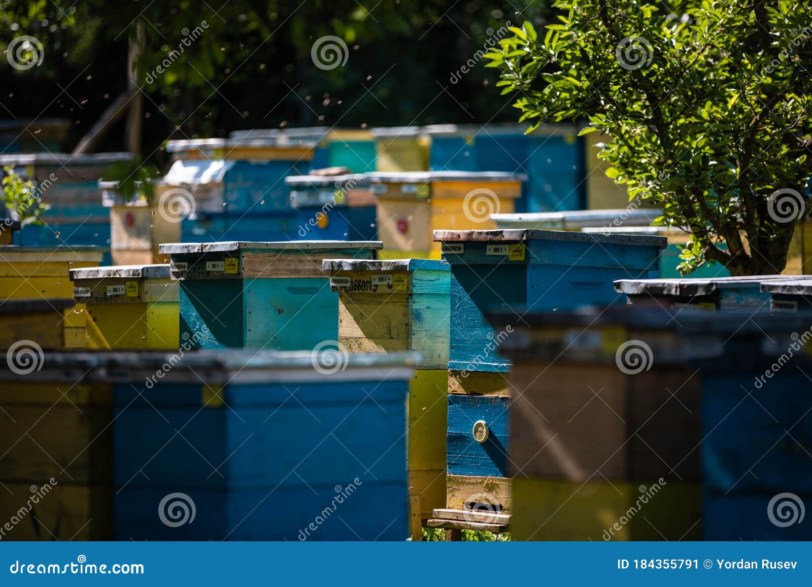 beehive and bees over honey farm