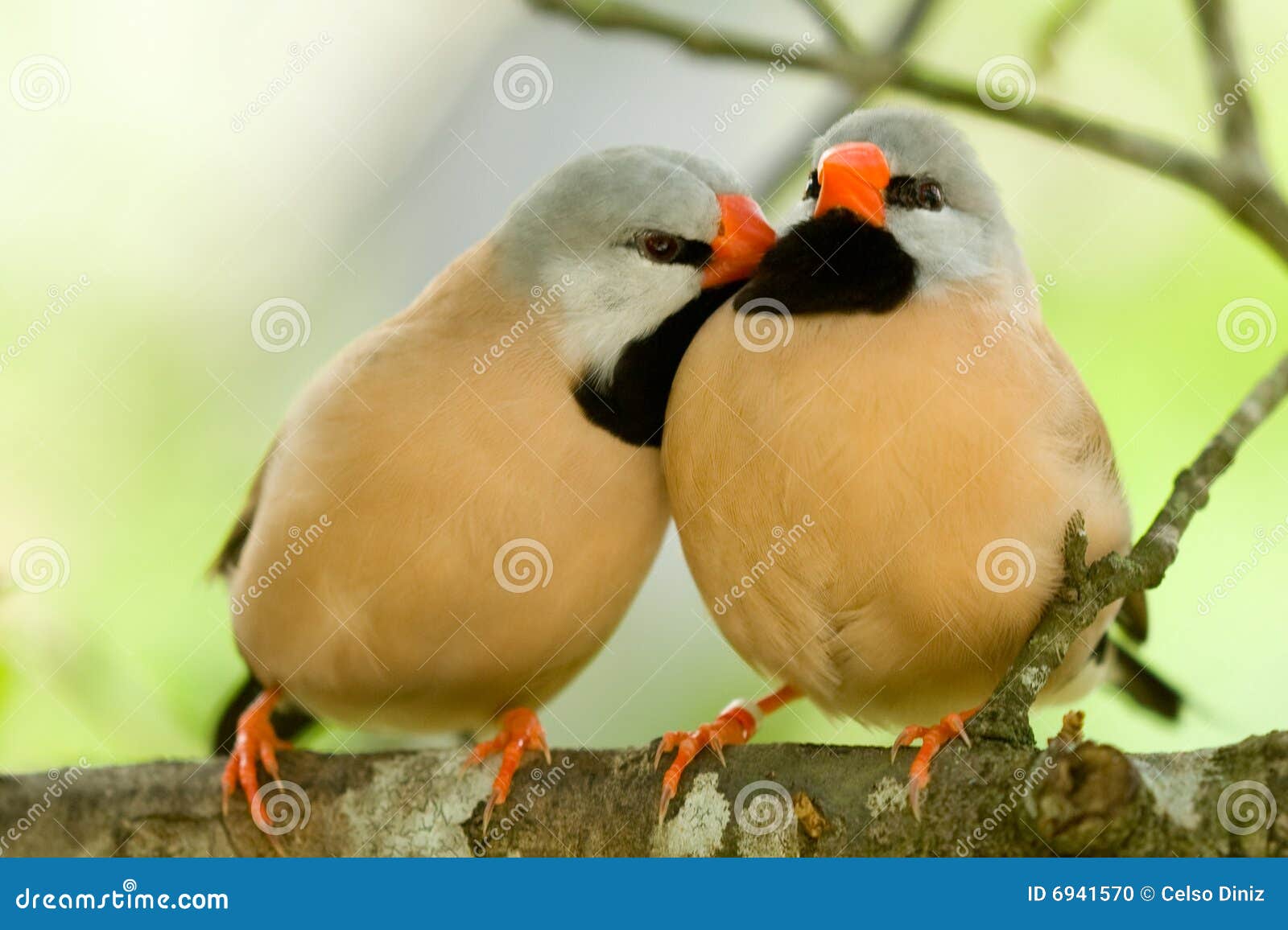 Cute pair of birds stock photo. Image of yellow, same 6941570