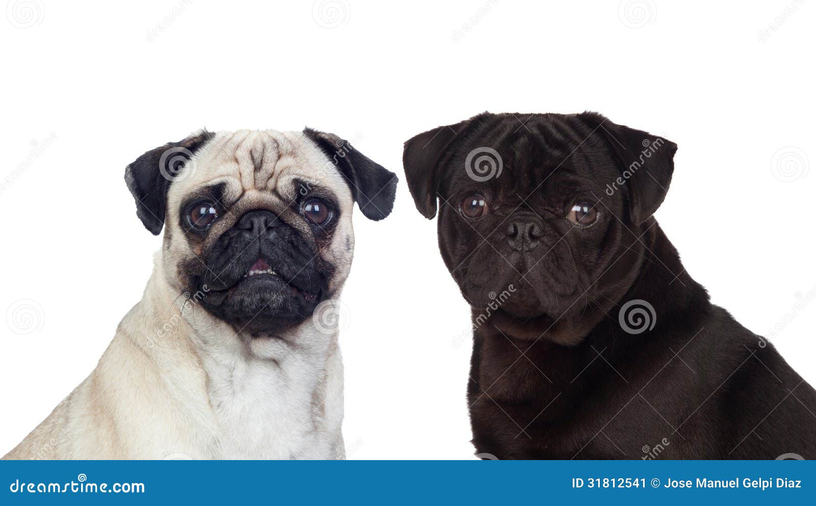 Nice Couple Of Pug Dogs Stock Image - Image: 31812541 Nice Couple Of Pug Dogs Stock Image - Image: 31812541