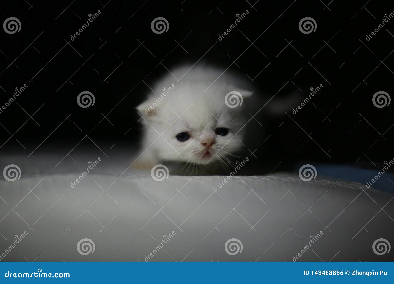 Nice Cute Newborn Little Cat Baby Stock Photo Image Of Baby Month