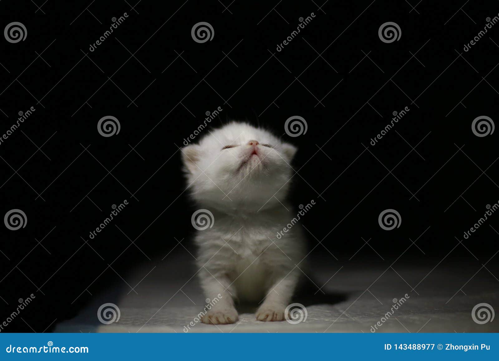 Nice Cute Newborn Little Cat Baby Stock Image Image Of Animal Eyes