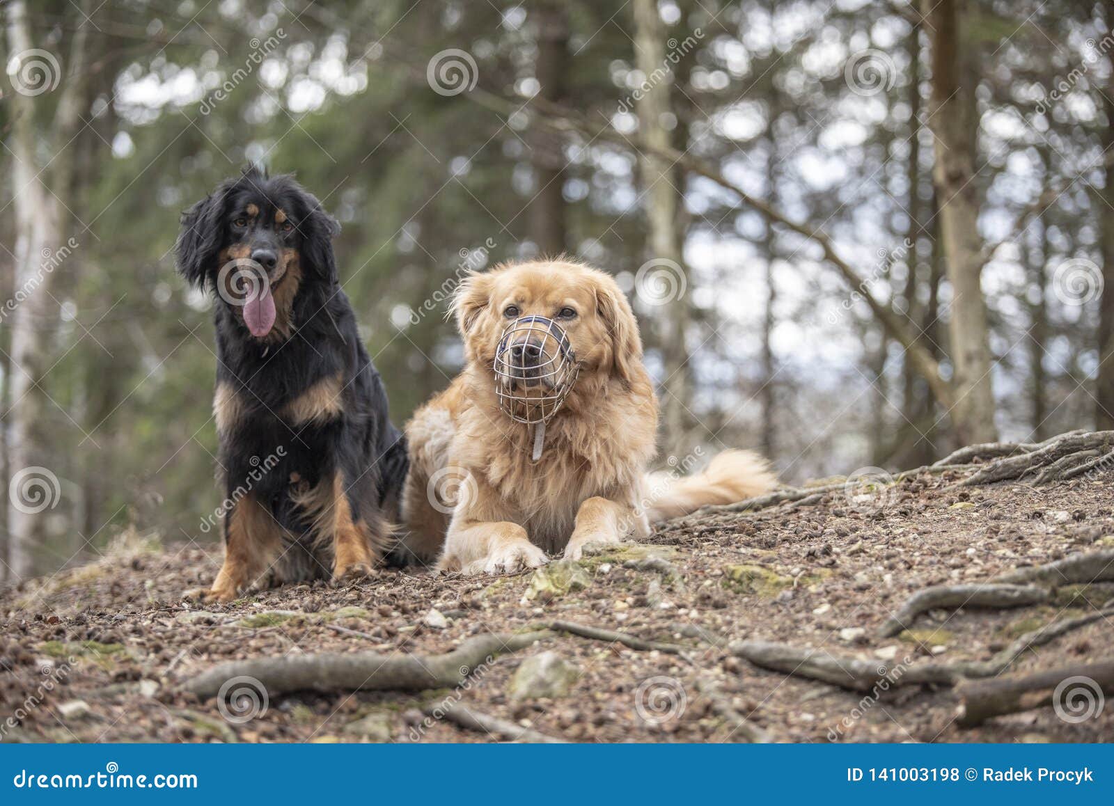 Dog Hovawart Guarding Breed From Germany Stock Photo Image Of Guarding Hovawart 141003198