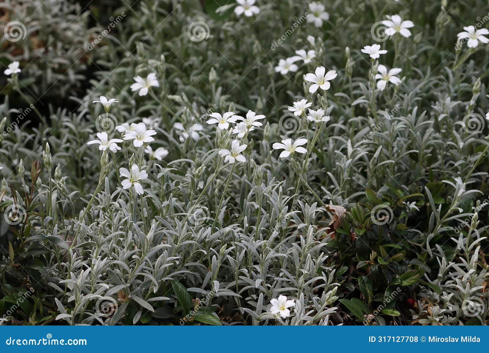 nice early spring blossom of cerastium tomentosum