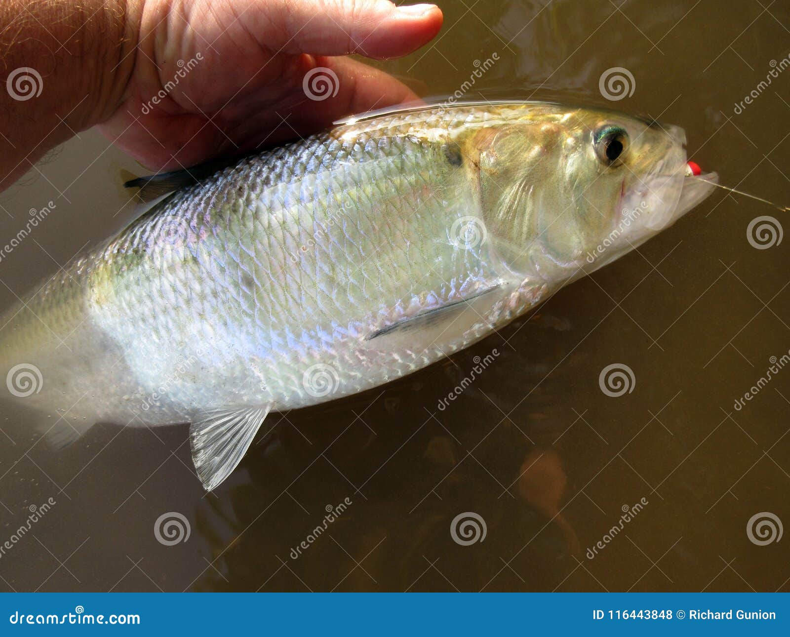 440+ Shad Fish Stock Photos, Pictures & Royalty-Free Images