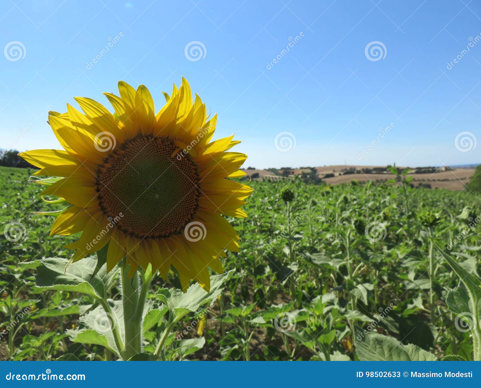 girasole