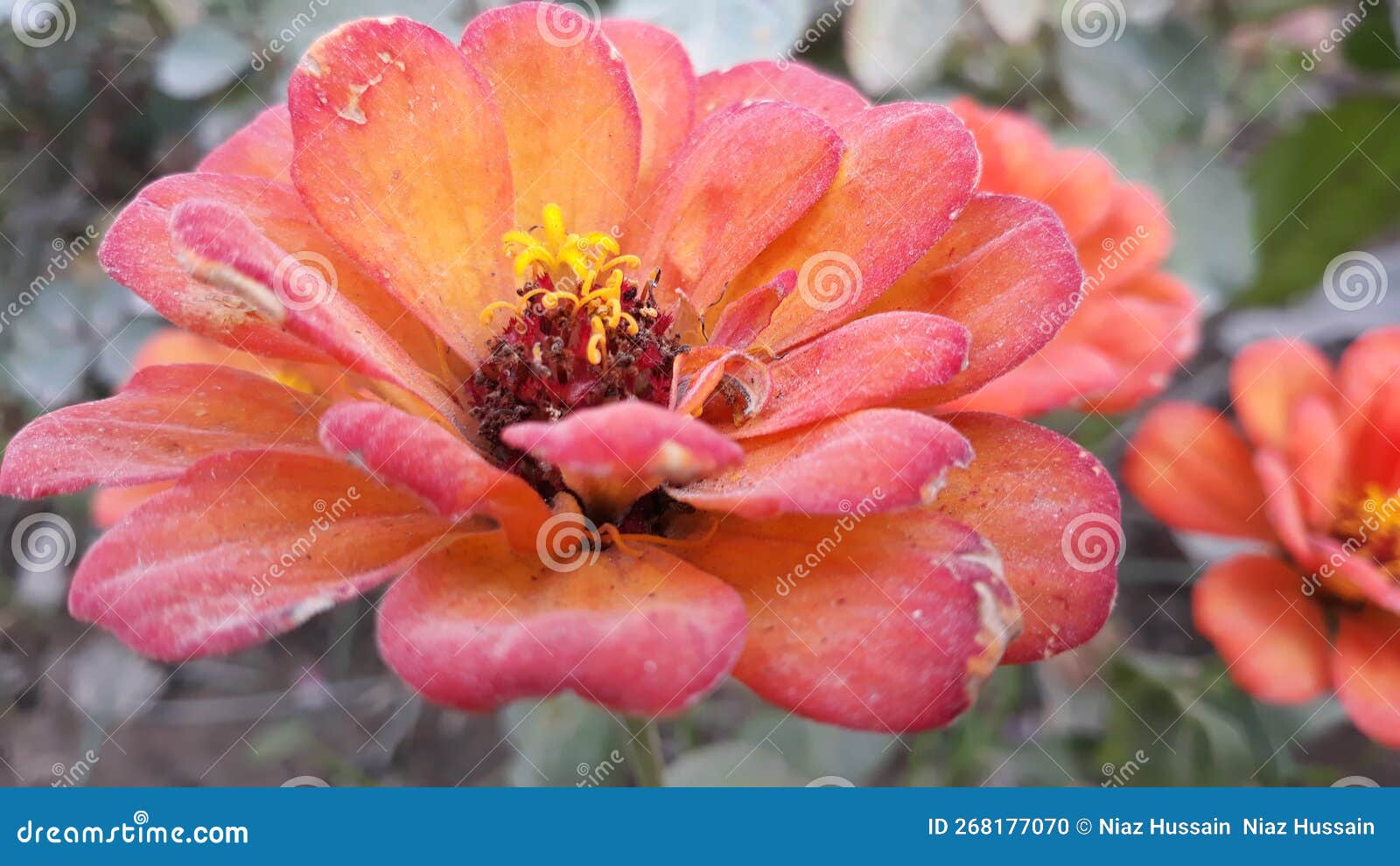 A Nice Flower Picture in Plant Stock Photo Image of pink, blossom