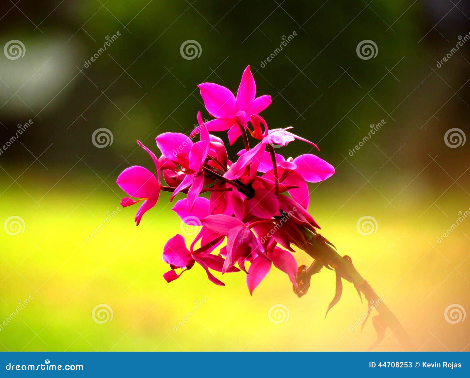 Nice Flowers stock image. Image of plants, costa, gardens 44708253