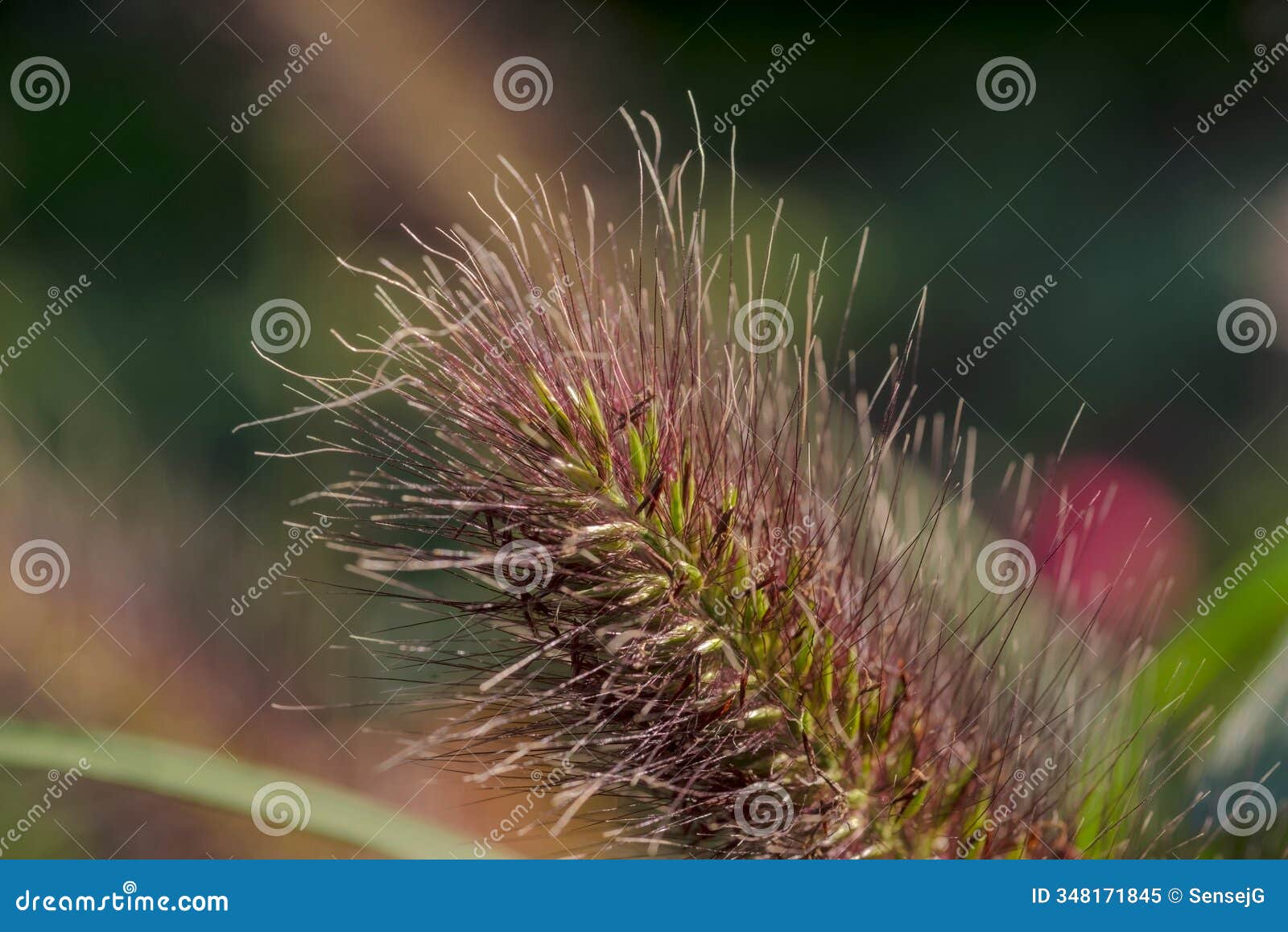 a spike (inflorescence) of ornamental grass close up.