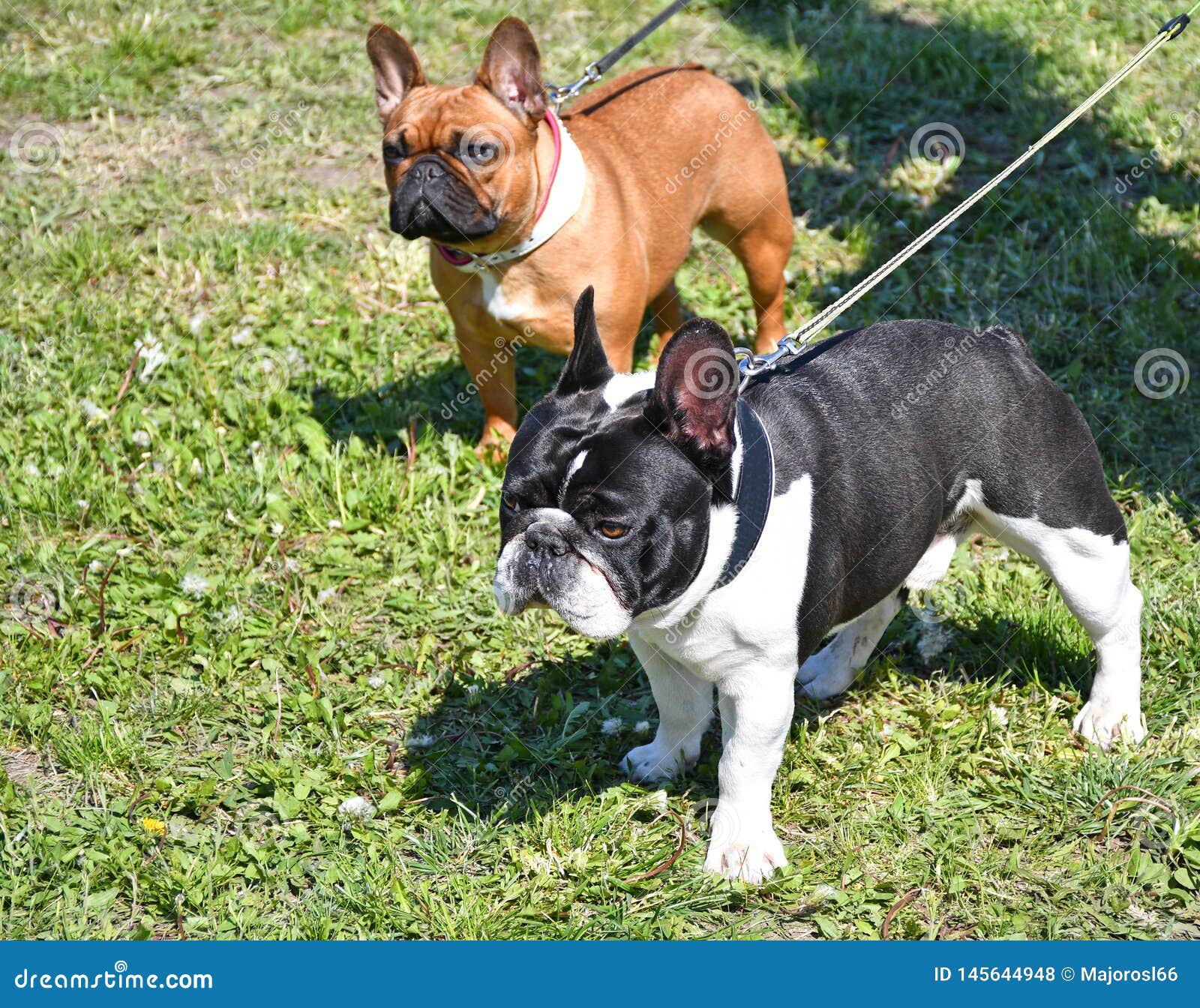 Nice French Bulldogs Outdoor Stock Photo Image of trained, bulldogs