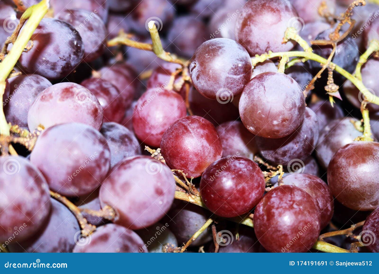 Grape Purple Tinted White Daisy With Ray Of Sunlight On A Plain