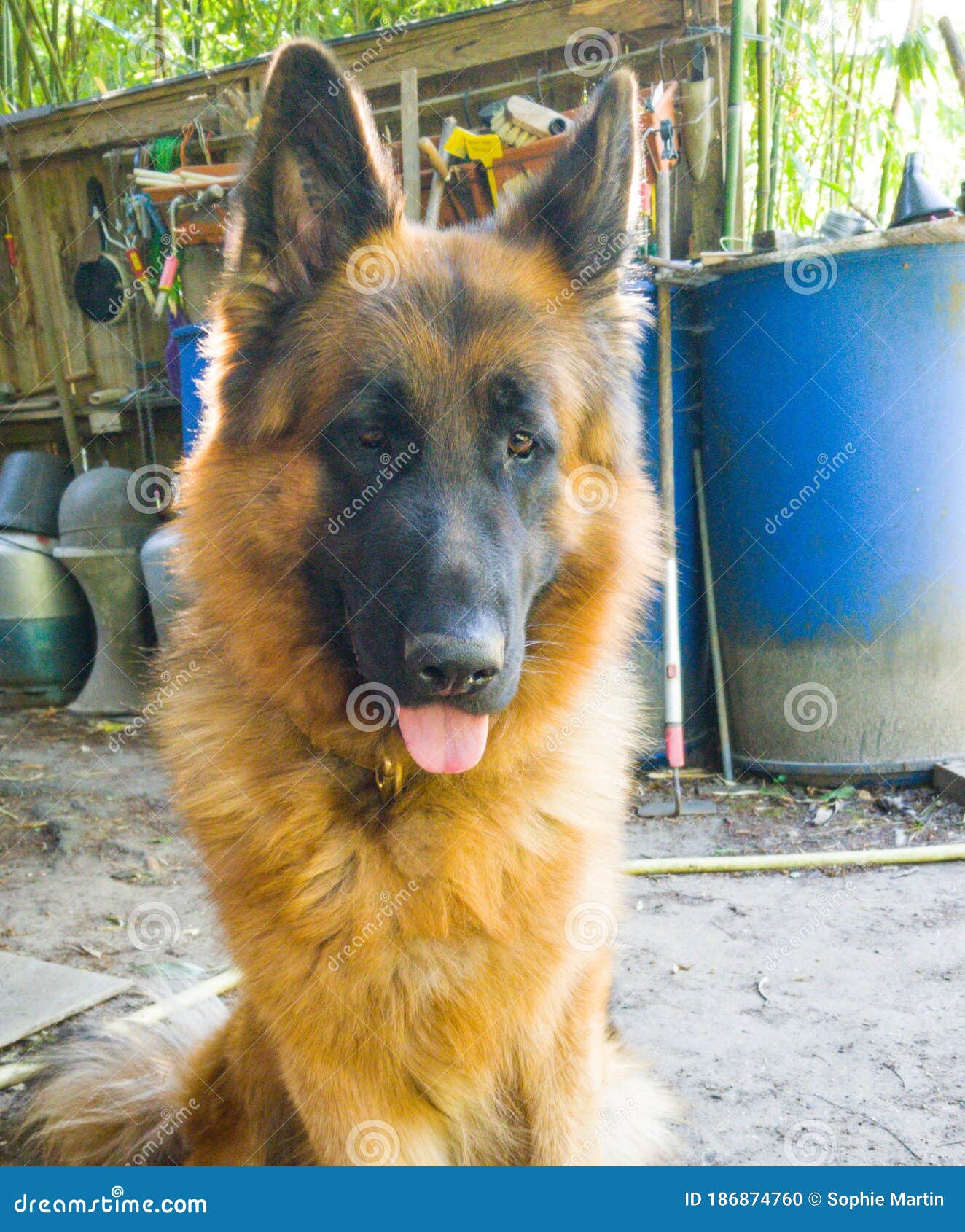 nice german sheperd