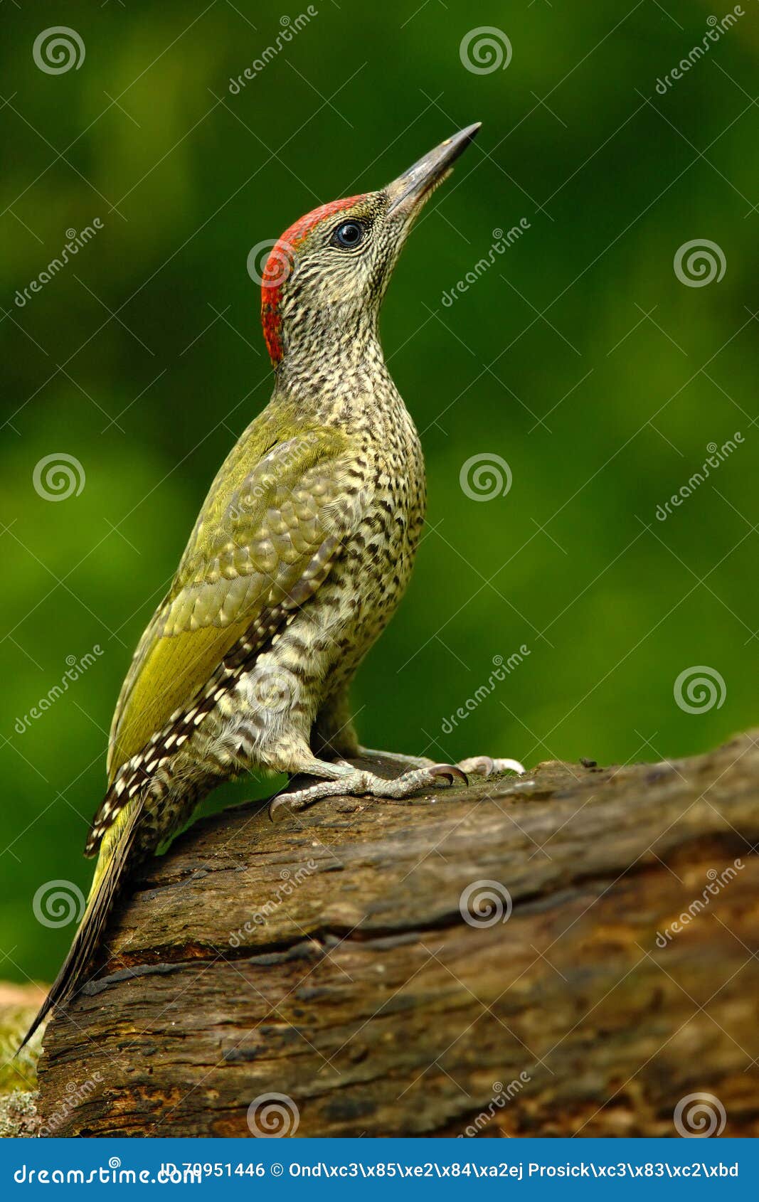 nice green bird green woodpecker, picus viridis, sitting on the tree trunk with yellow lichen, bird in the nature habitat, hungary