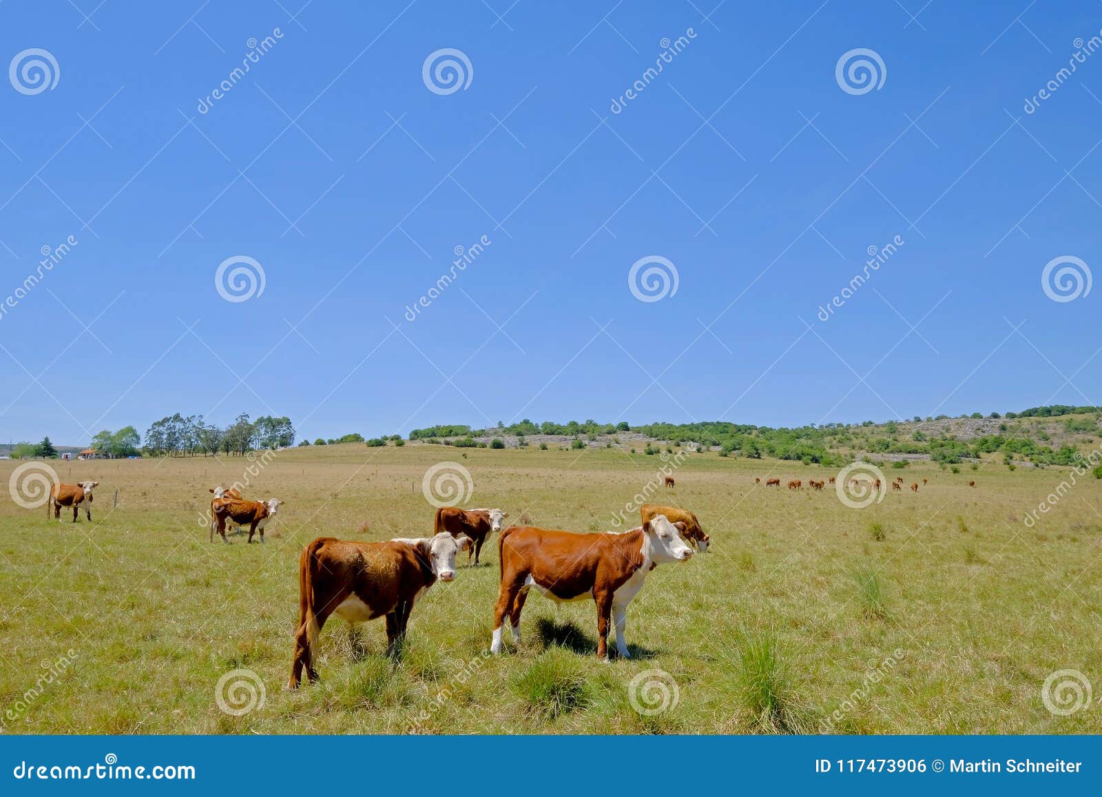 nice herd of free range cows cattle on pasture, uruguay