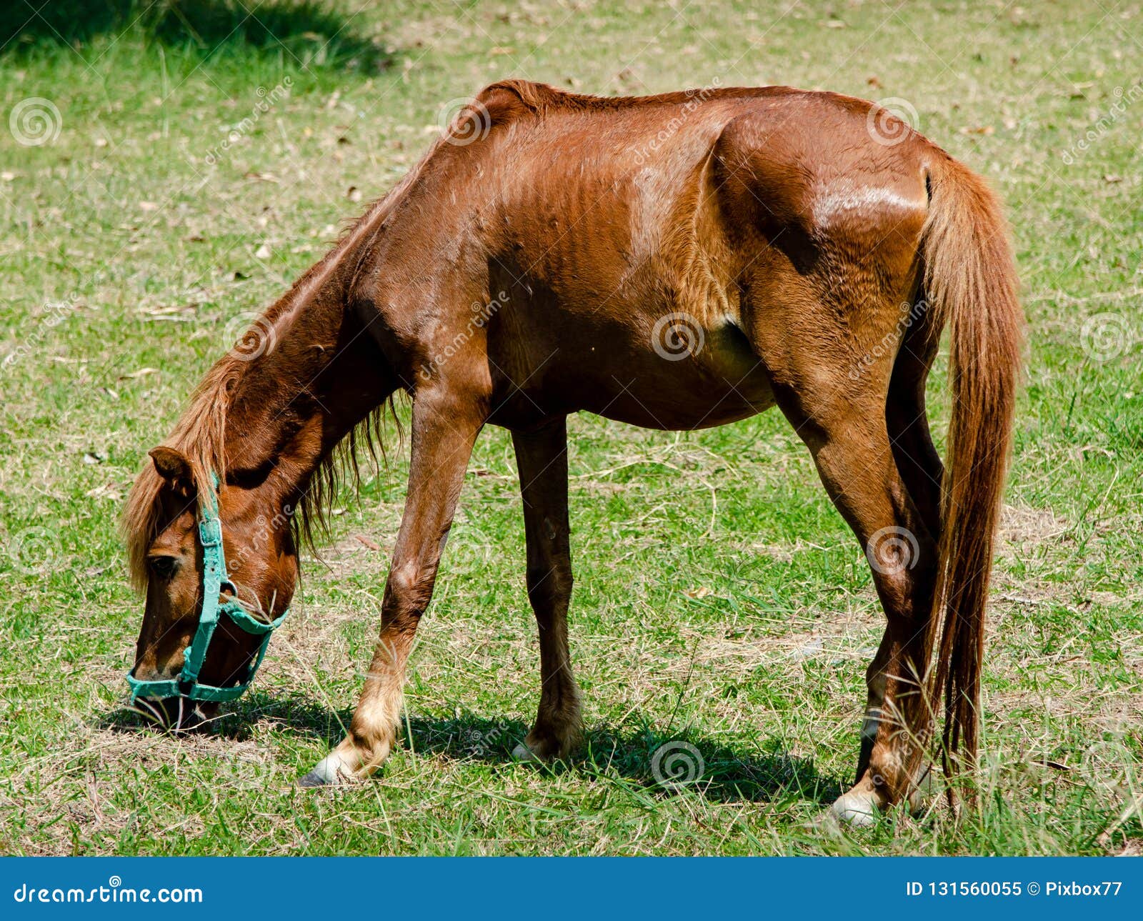 Nice horse on green grass stock image. Image of mammal 131560055