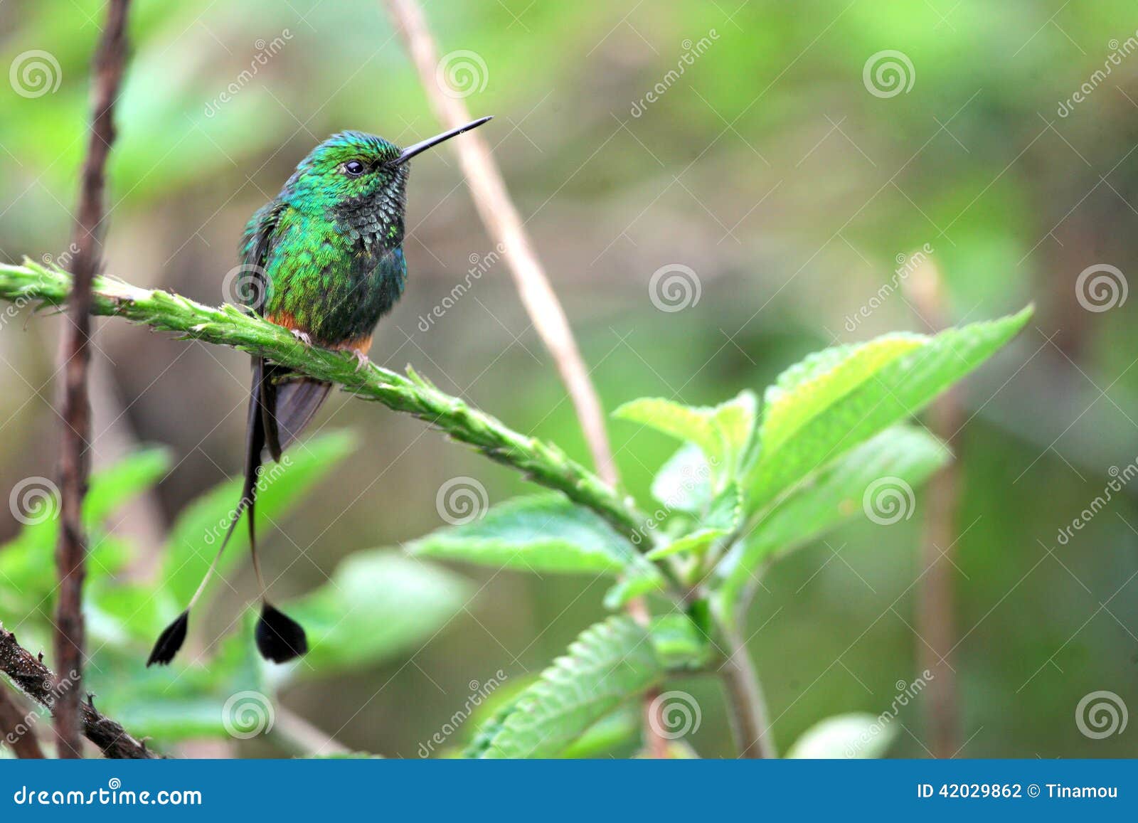 nice hummingbird with forked tail, booted racket-tail