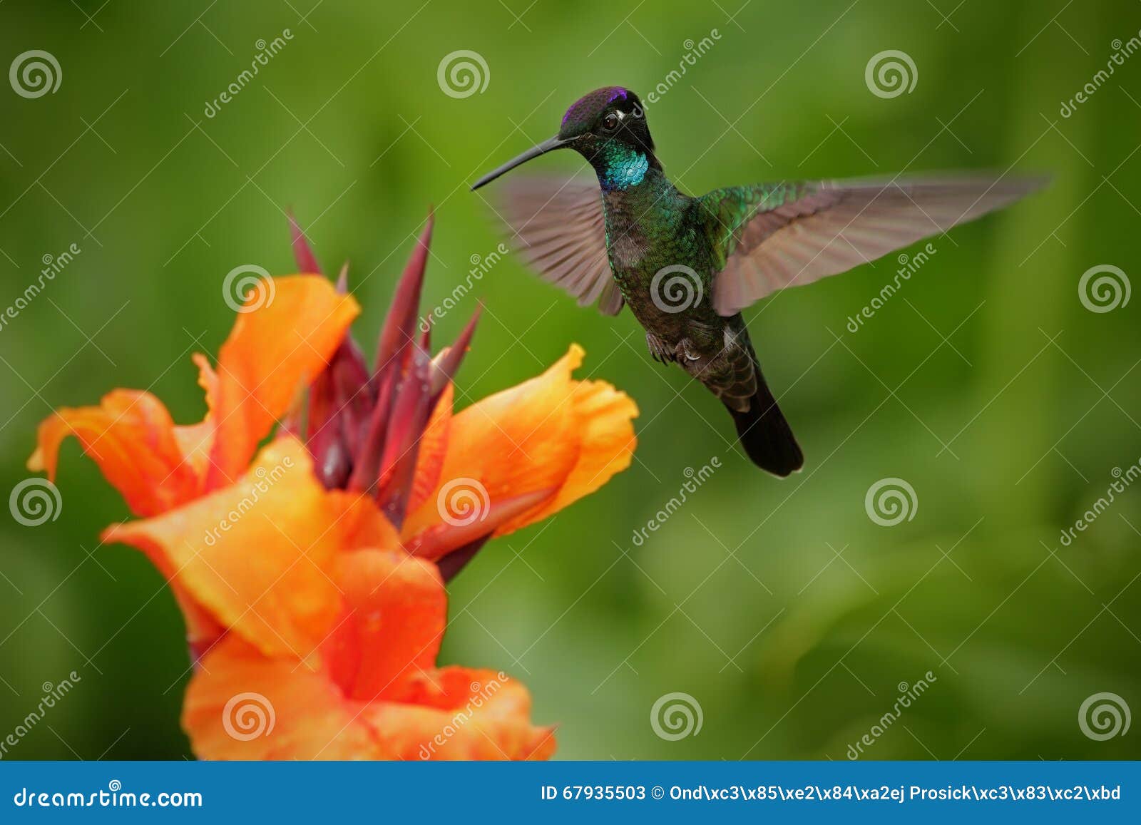 nice hummingbird, magnificent hummingbird, eugenes fulgens, flying next to beautiful orange flower with ping flowers in the backgr