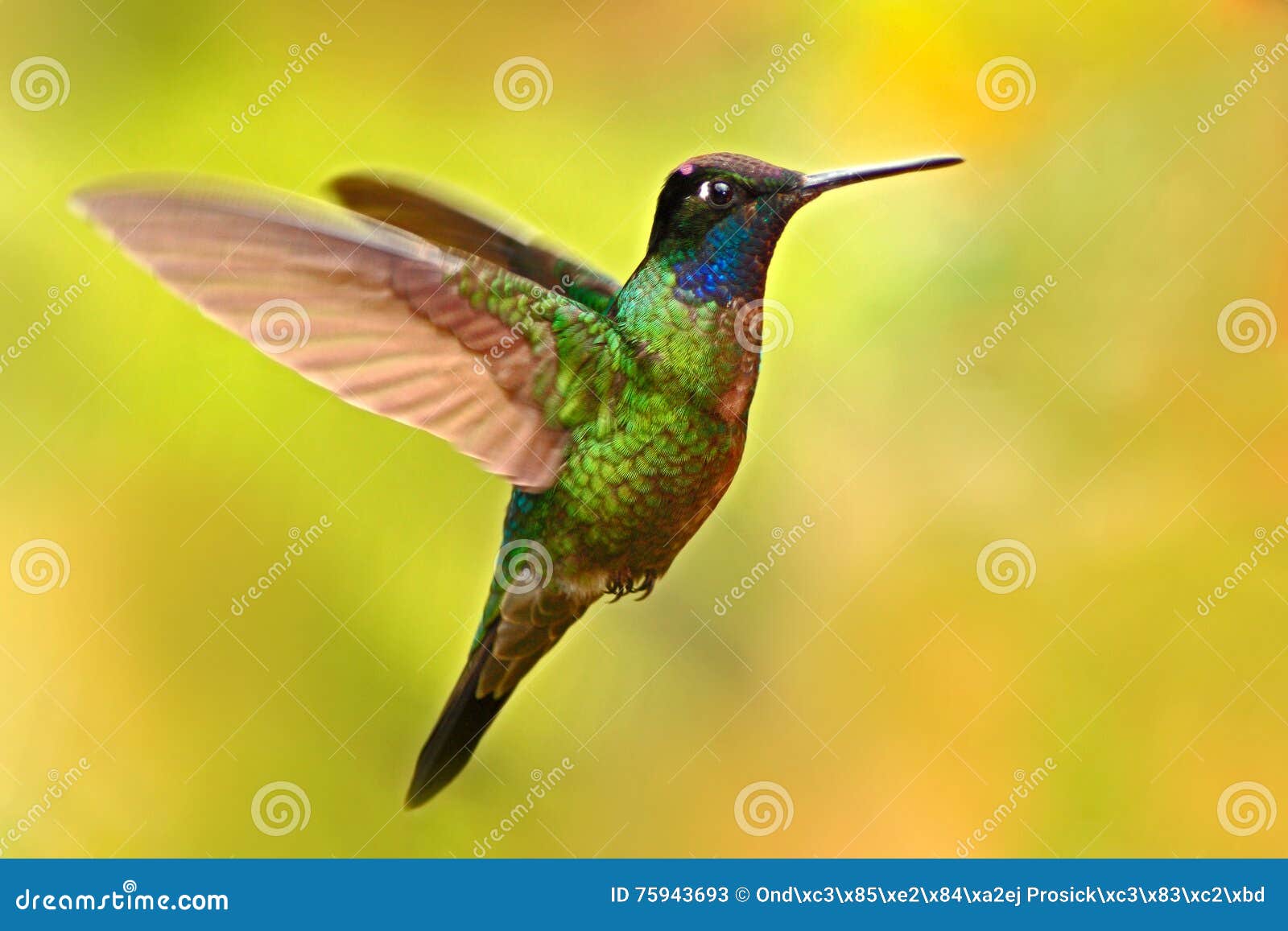 nice hummingbird, magnificent hummingbird, eugenes fulgens, flying next to beautiful yellow flower with flowers in the