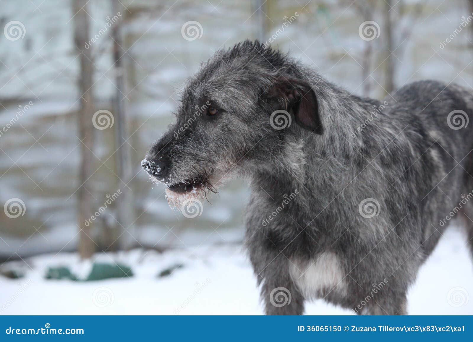 Nice Irish Wolfhound in Winter Garden Stock Photo Image of standing, stand 36065150
