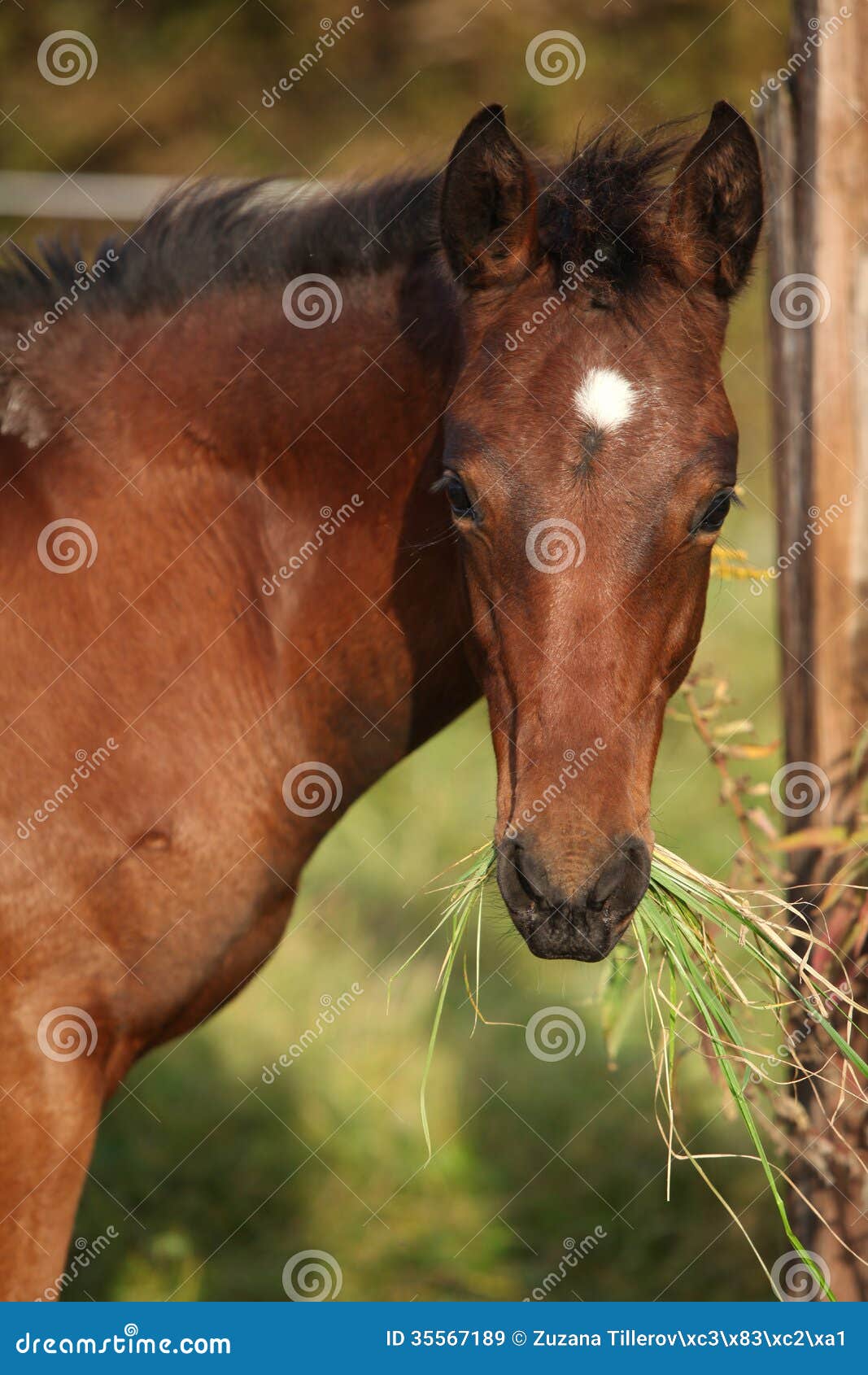 nice kabardin horse foal eating