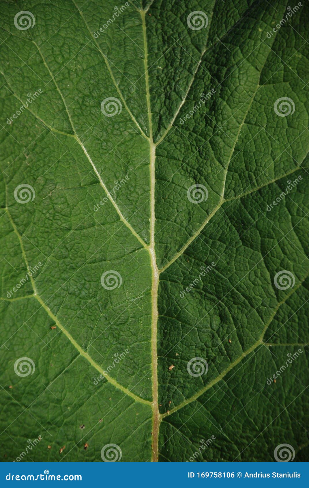 a nice leaf texture with branching yellow veins