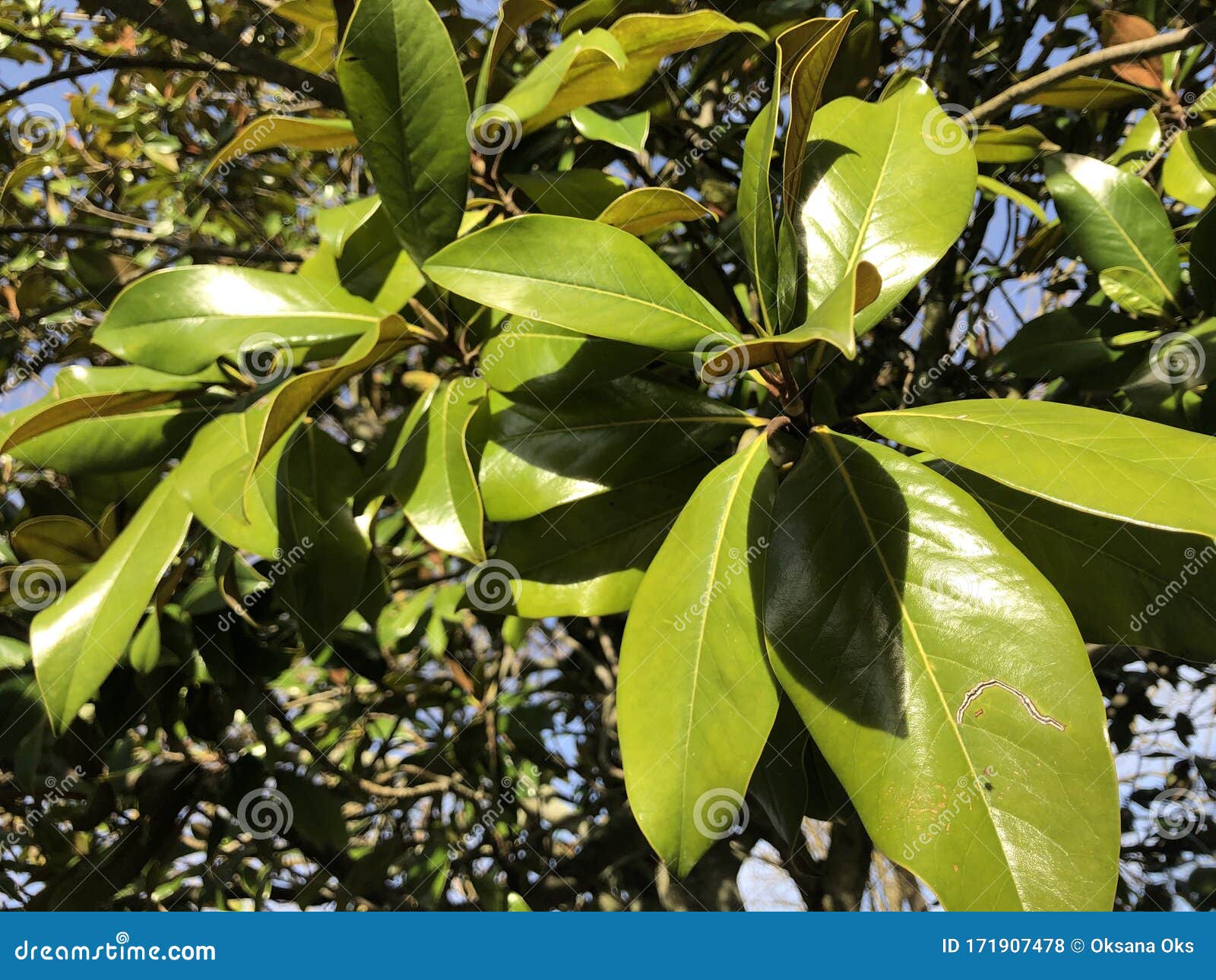 nice leaves on the tree in the beautiful sunny day