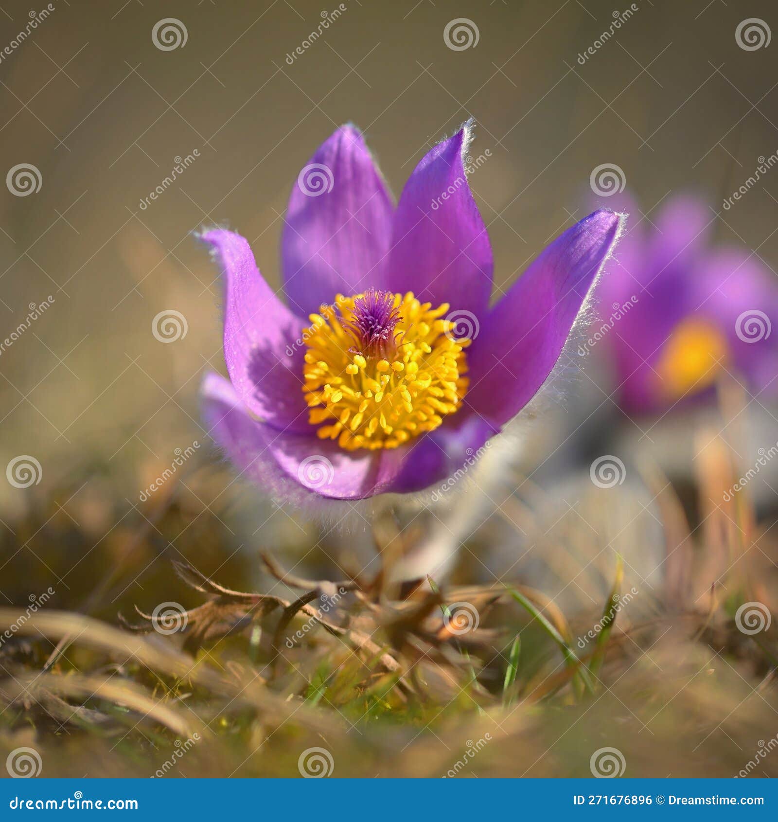 My Image 14