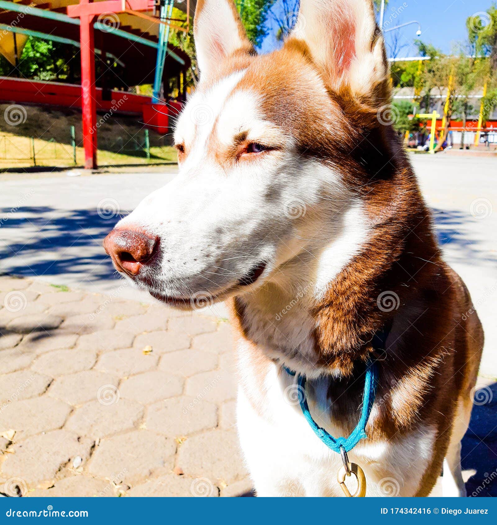 Nice Looking Siberian Husky Stock Photo Image of looking, nice 174342416