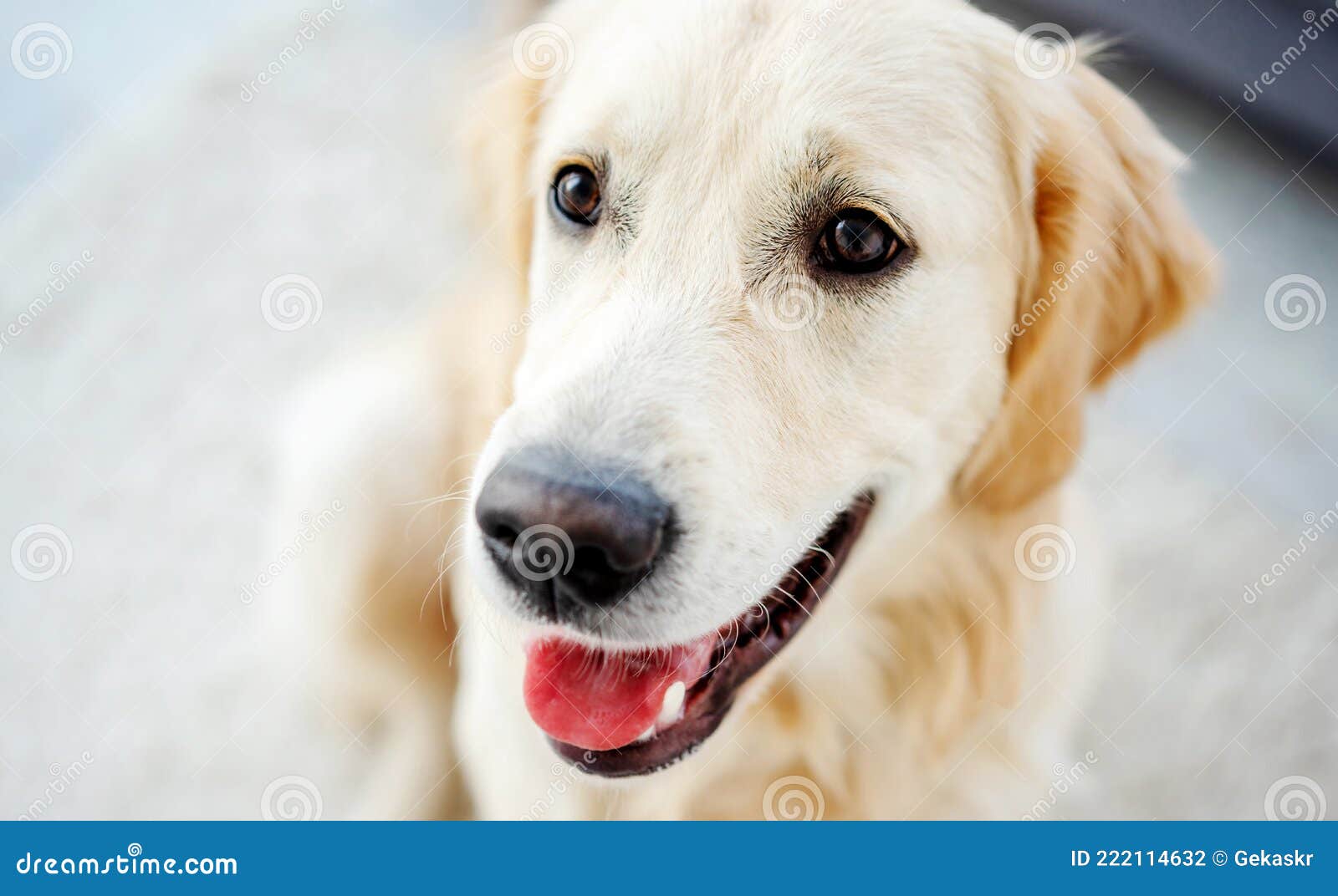 Nice Muzzle of Golden Retriever Stock Photo Image of emotional
