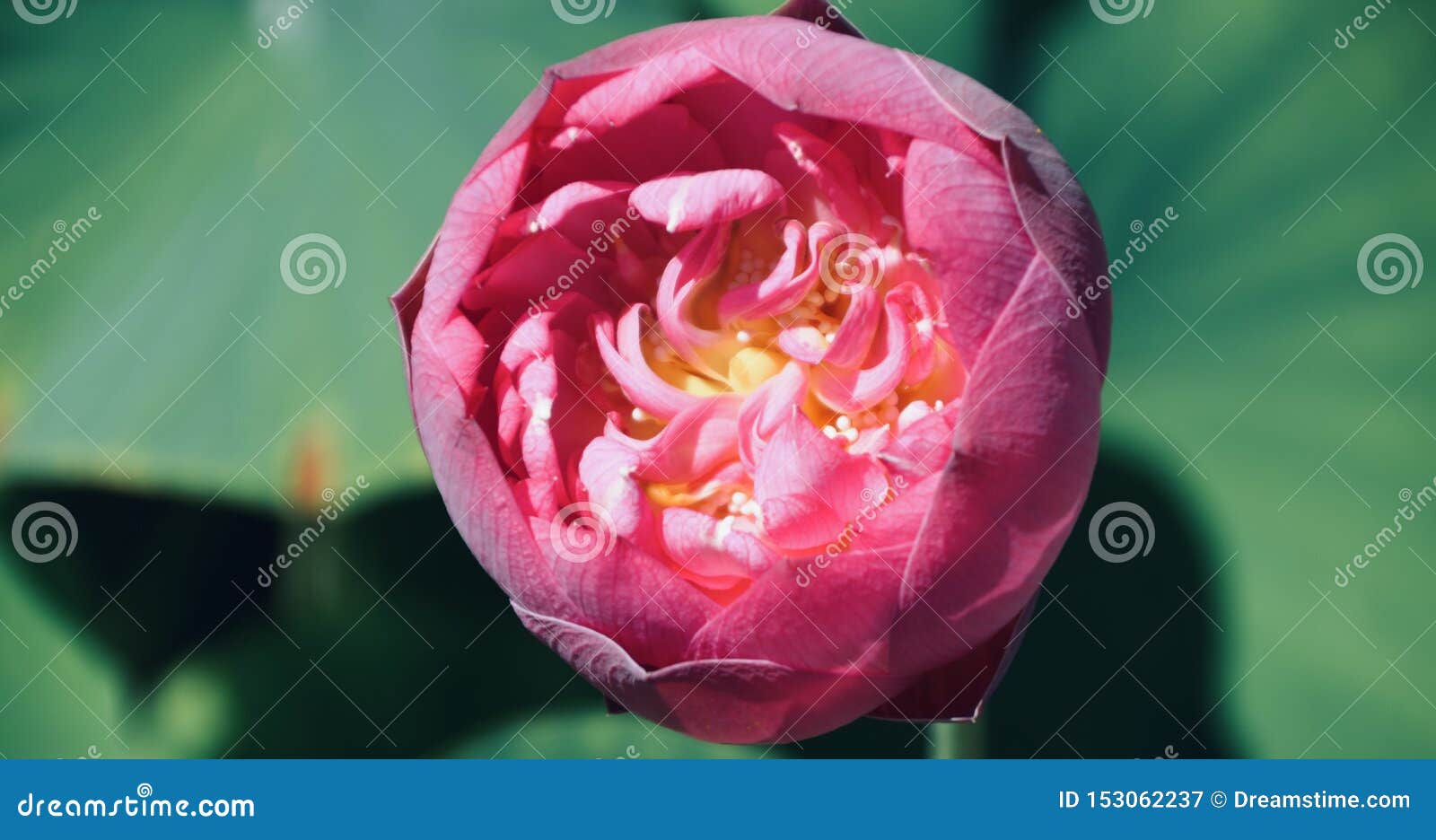nice natural pink flower