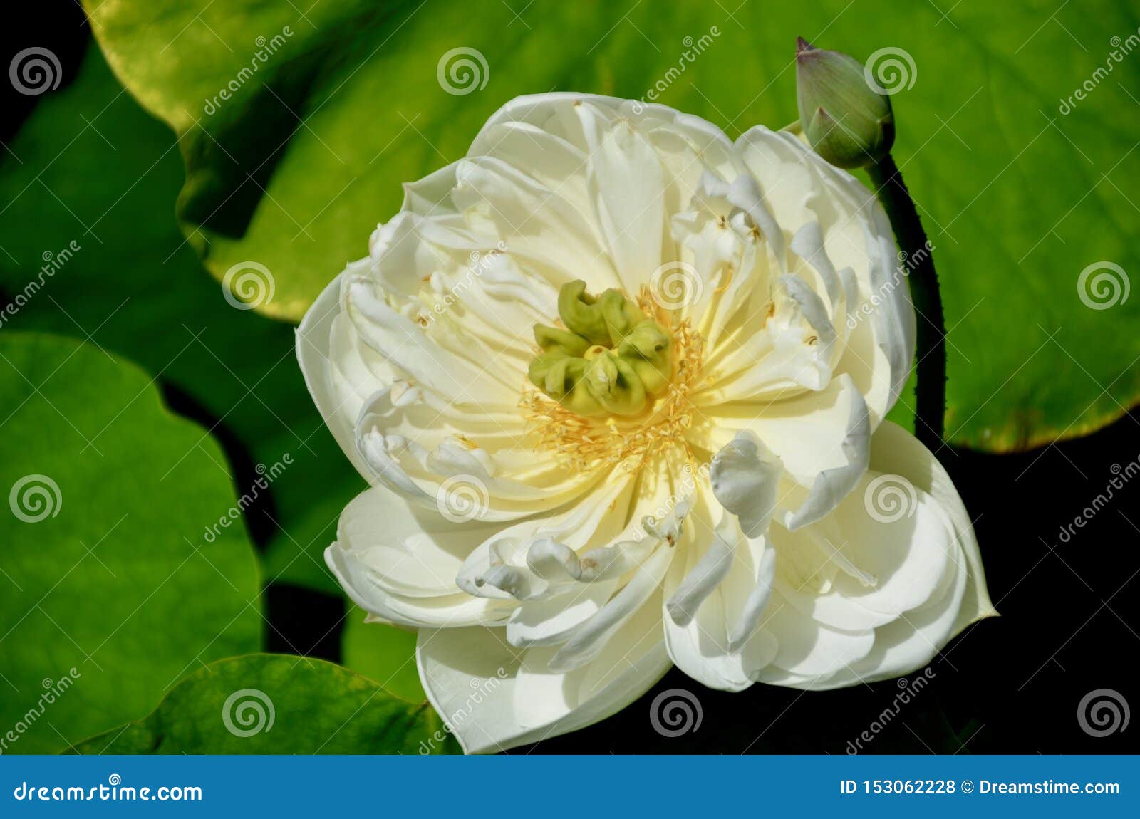 nice natural white flower