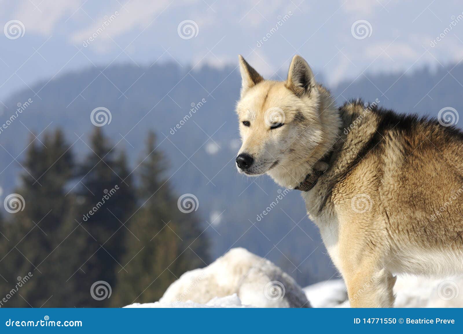Nice Nordic Dog in the Snow Stock Photo Image of malamute, mountains