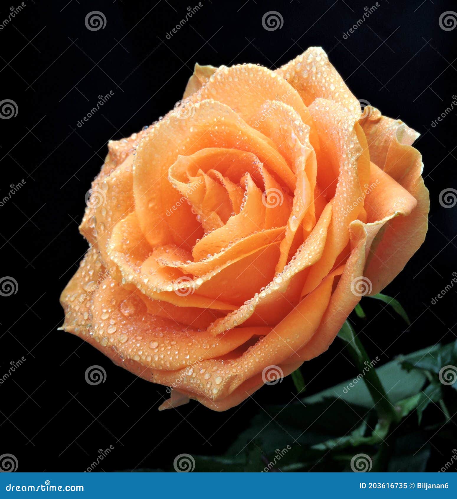 Beautiful Images Of Orange Roses
