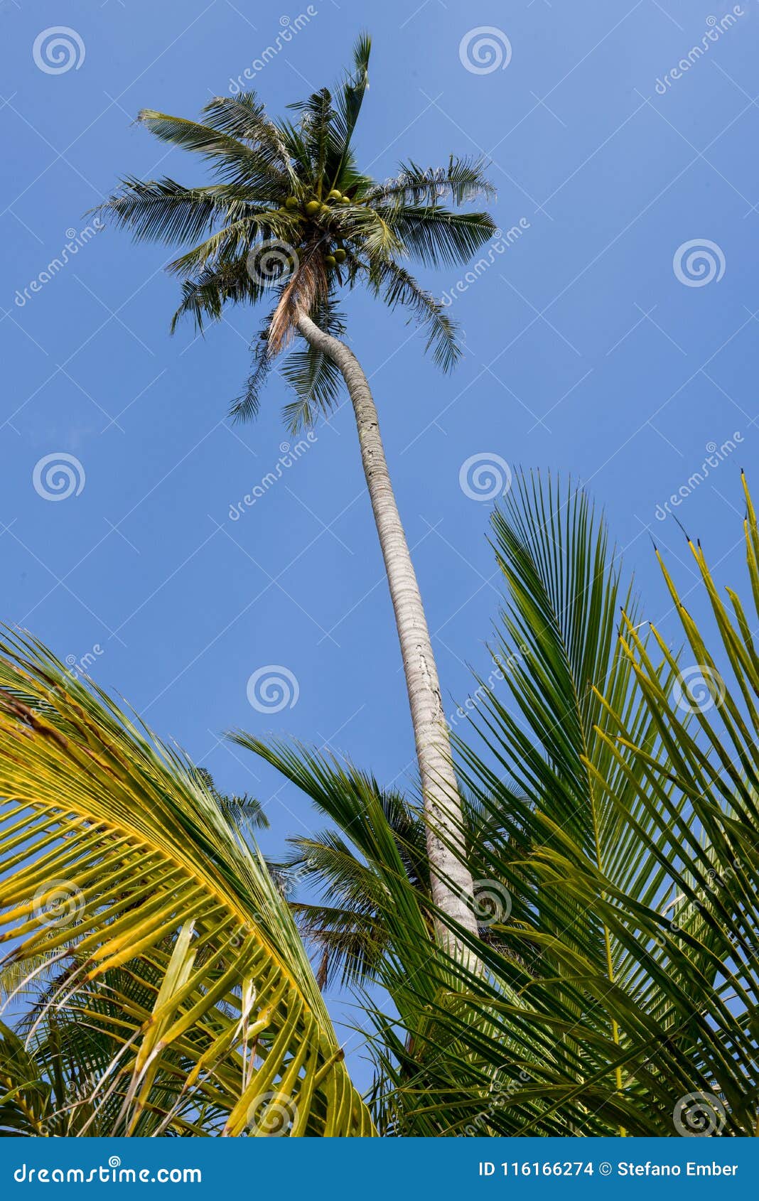Nice Palm Tree with Coconut in the Blue Sunny Sky Stock Photo - Image ...