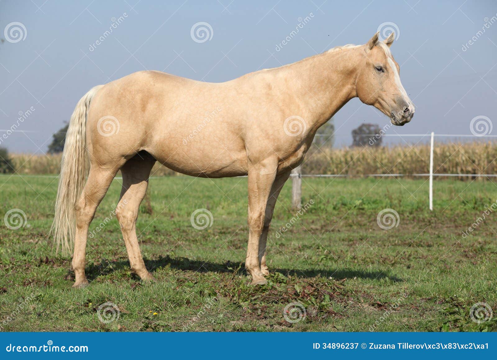 palomino stallion of quarterhorse breed. 909996 Stock Photo at Vecteezy