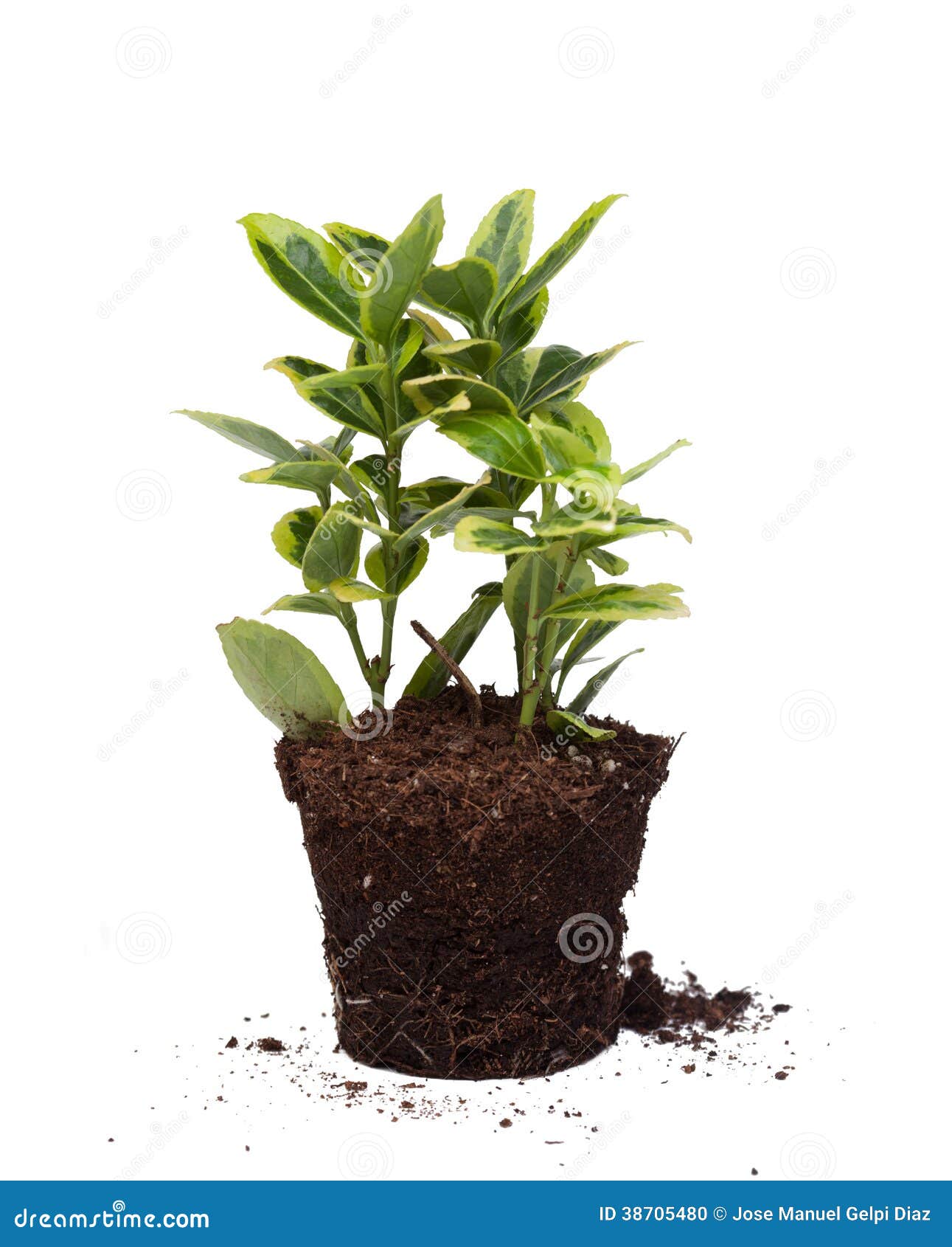 Nice plant without pot stock photo. Image of fresh, bright 38705480
