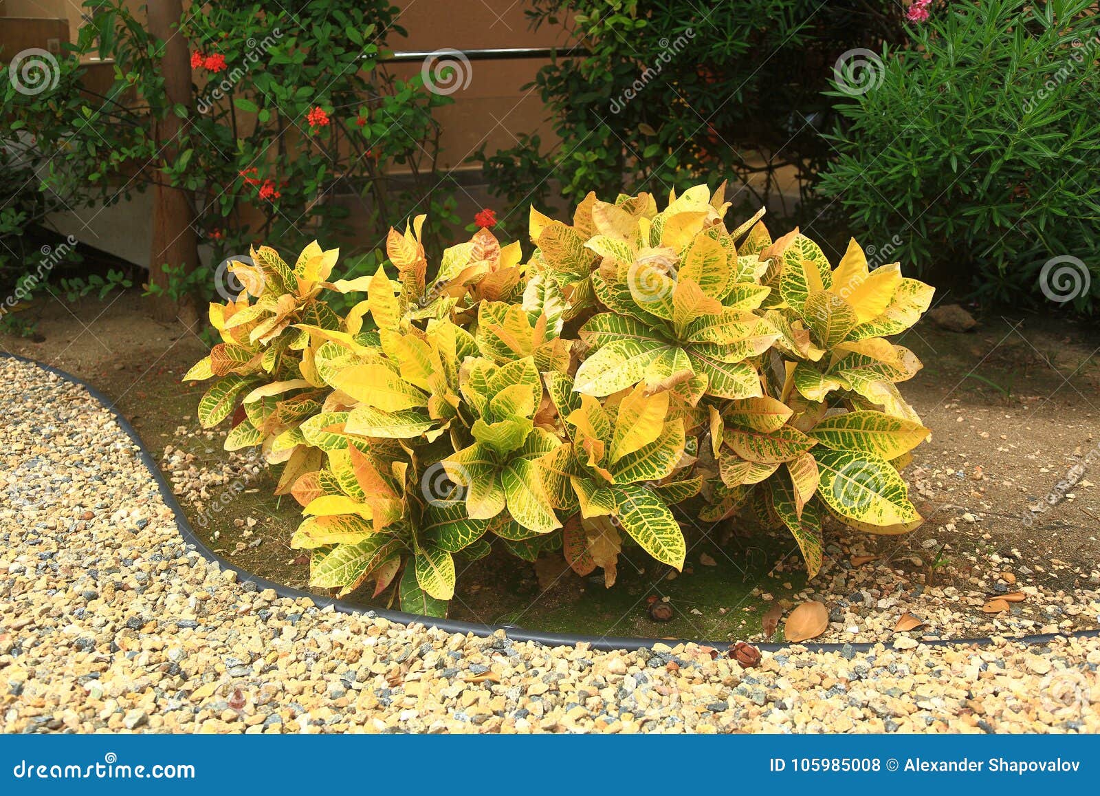 Nice Plant with Yellow Leaves and Some Green Plants Behind it Near a