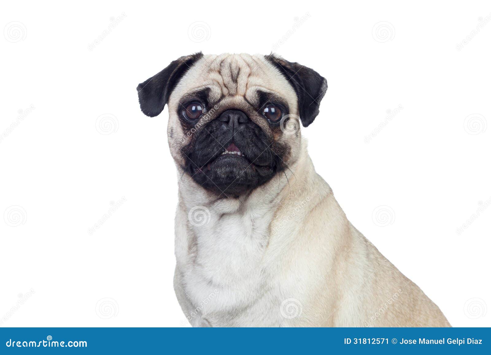 Why Is My Puppy Getting White Hair