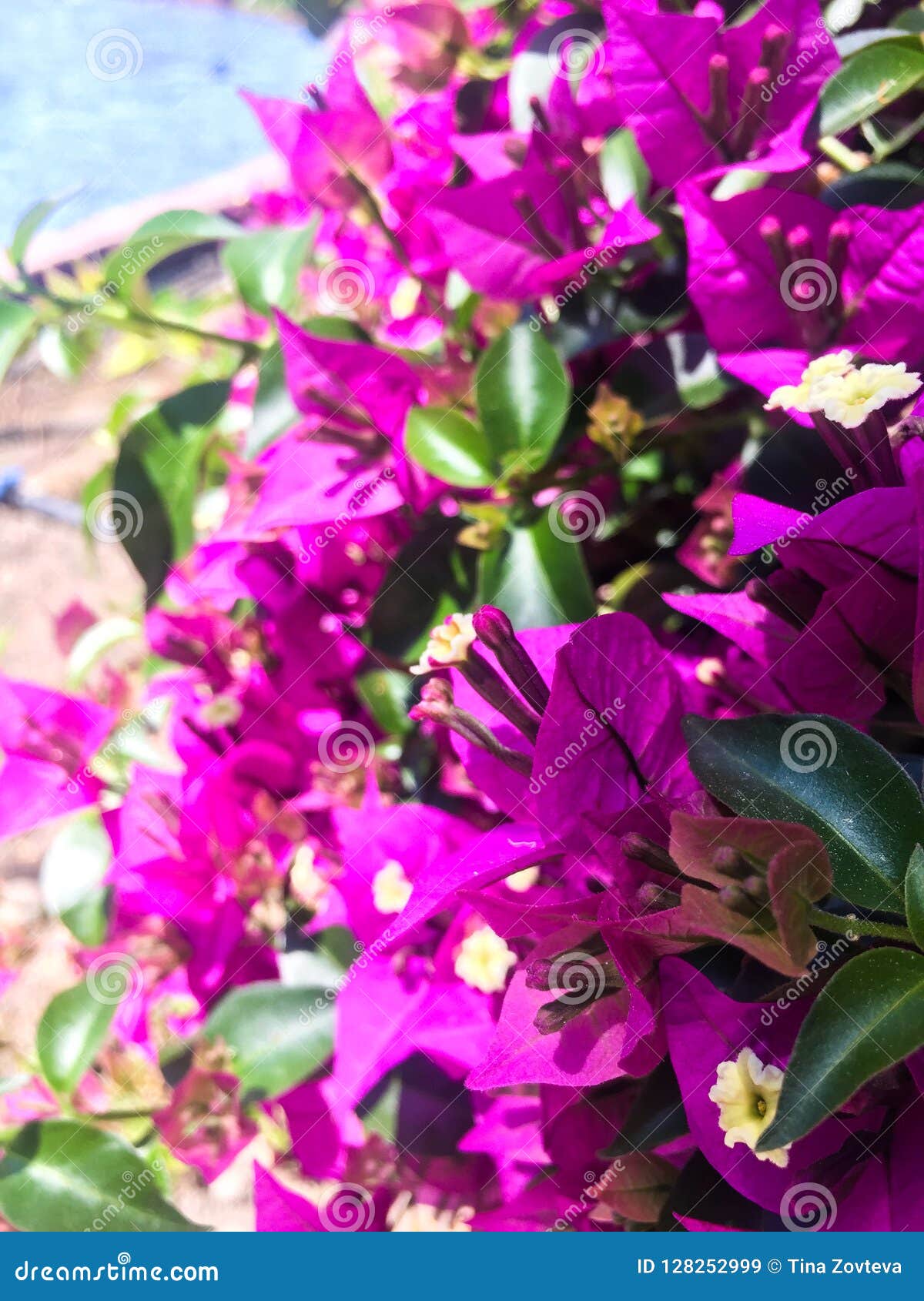 Nice purple flowers stock image. Image of plant, background 128252999