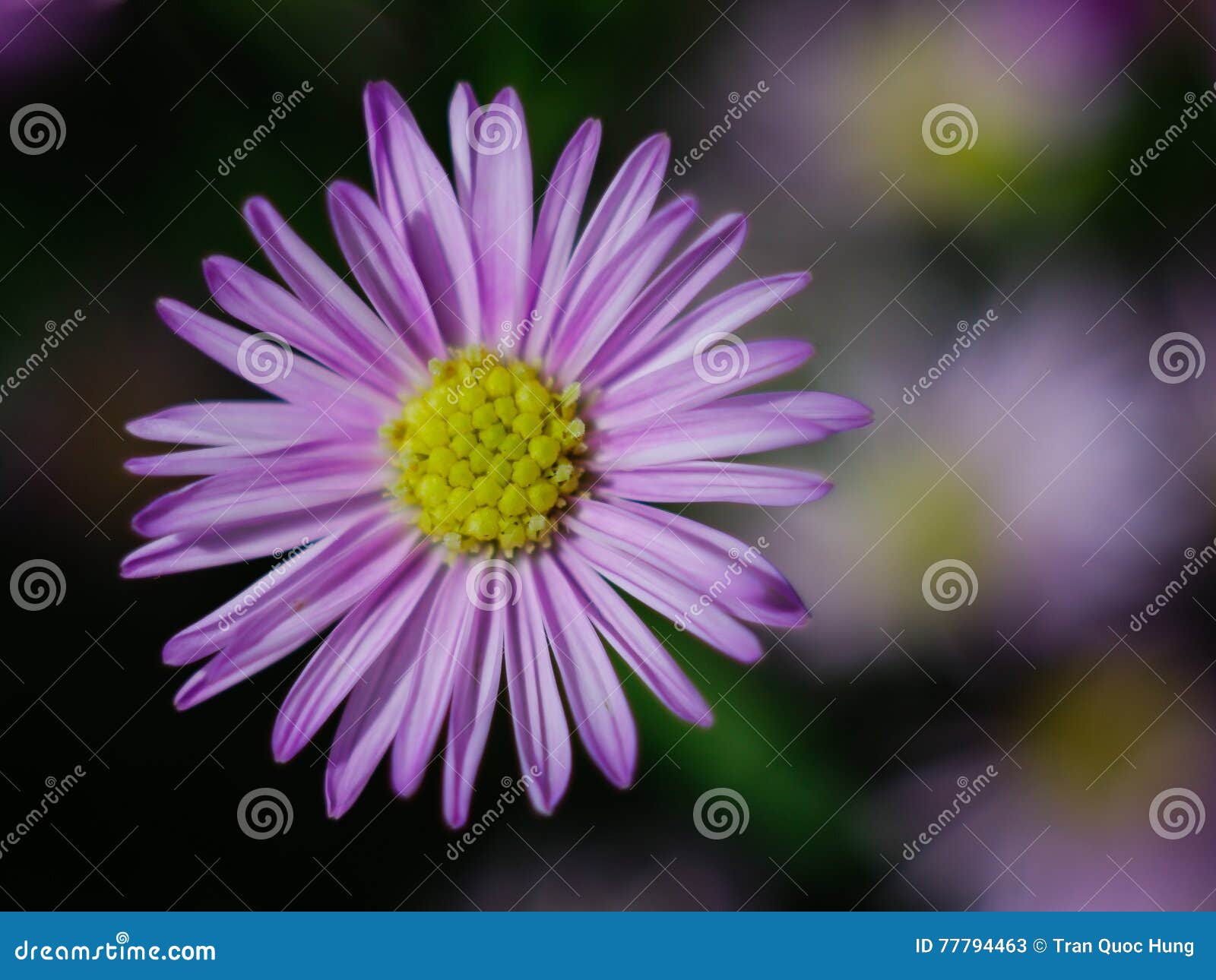 Nice purple flowers stock image. Image of alpine, violet 77794463