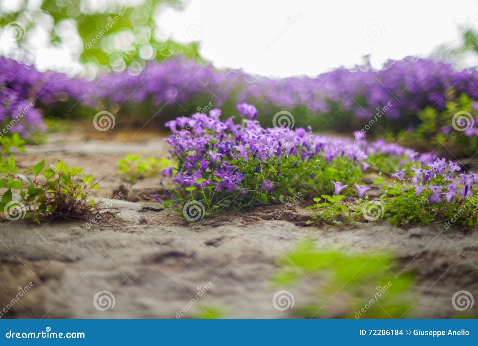 Nice purple flowers stock photo. Image of delicate, assorted 72206184
