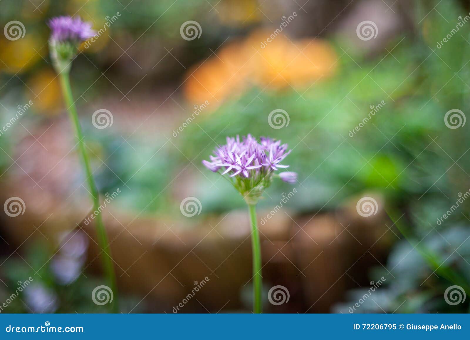 Nice purple flowers stock image. Image of spring, petals 72206795
