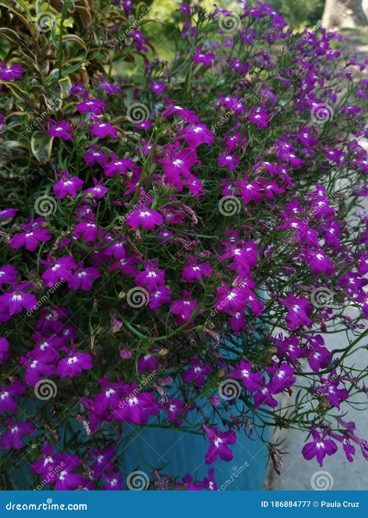 Nice Purple Flowers in Summer Stock Image Image of purple, nice