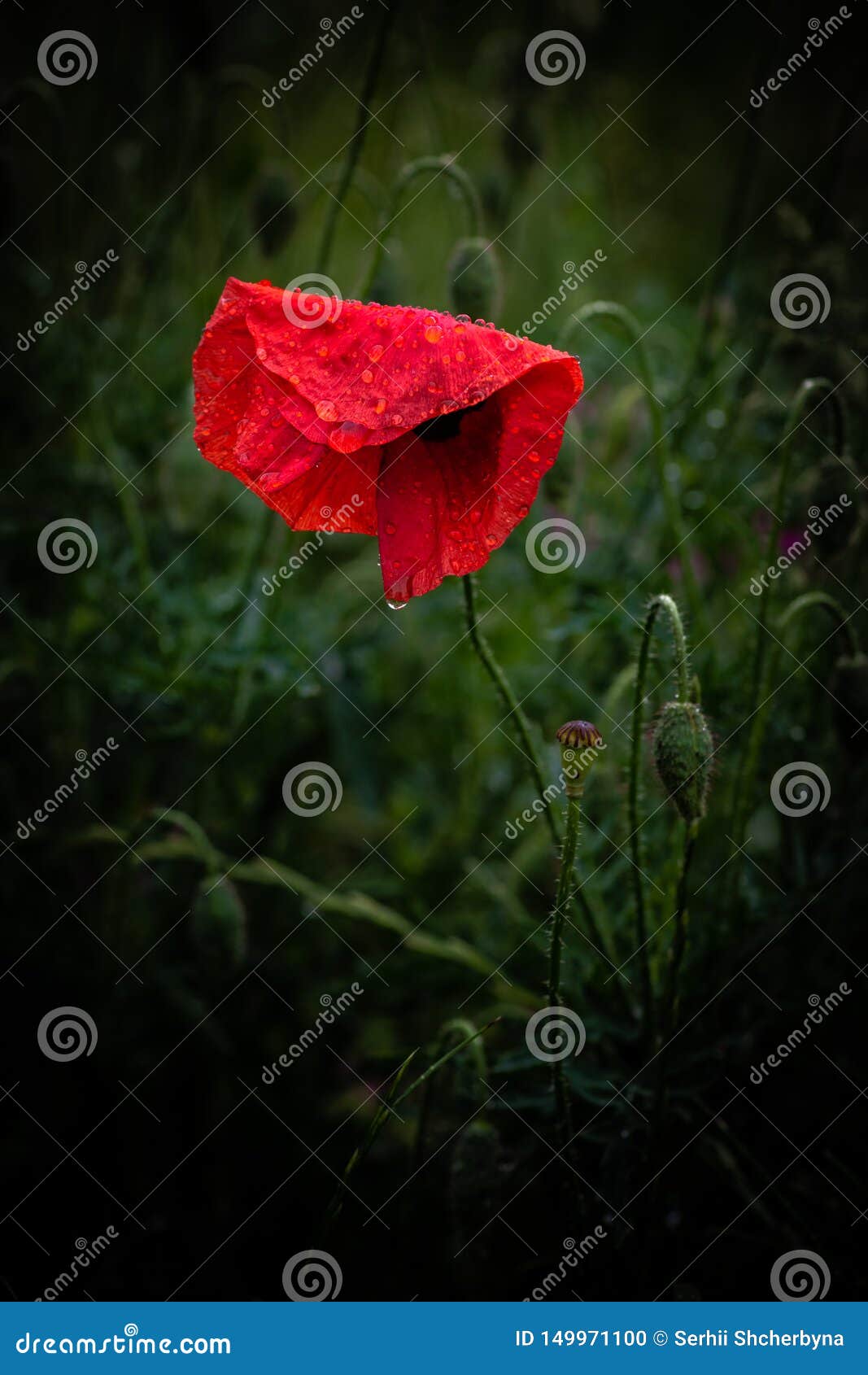 nice red papaver flower color summer nature macro
