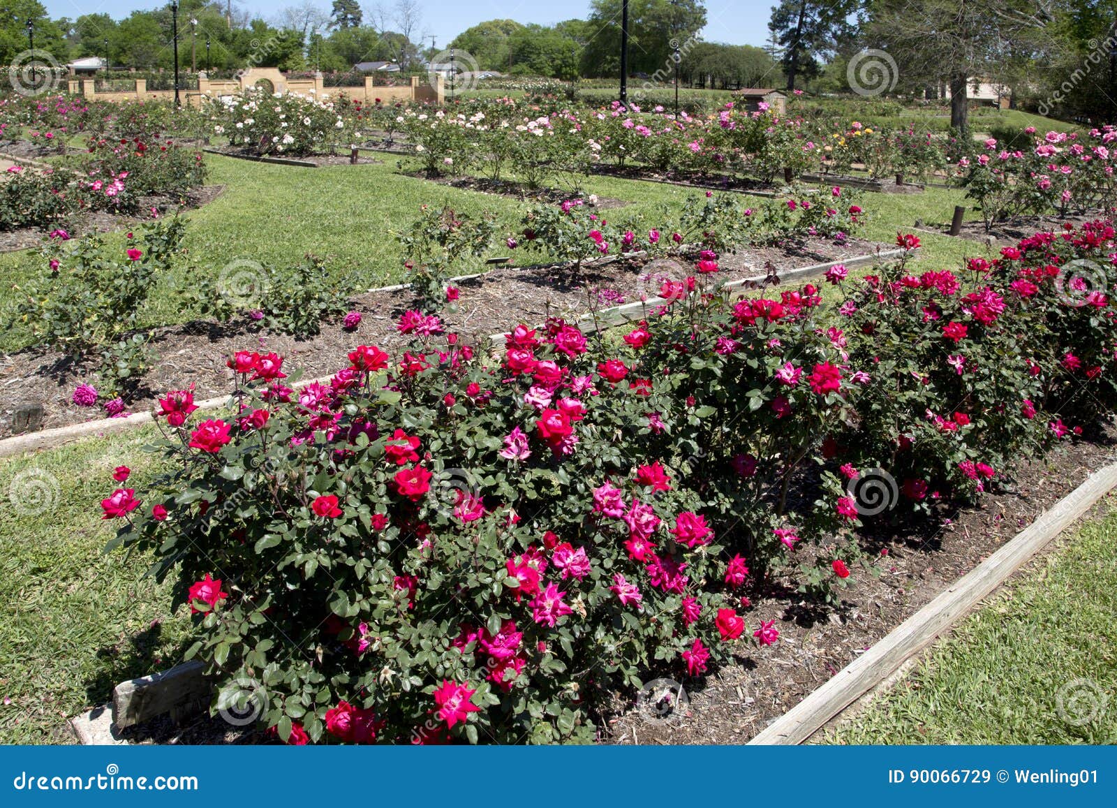 Nice Rose Garden In Tyler Springtime Stock Image Image Of Garden